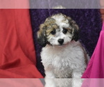 Image preview for Ad Listing. Nickname: Chi chi