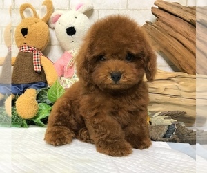 Poodle (Toy) Puppy for sale in SAN FRANCISCO, CA, USA