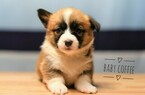 Small Photo #3 Pembroke Welsh Corgi Puppy For Sale in BAKERSFIELD, CA, USA