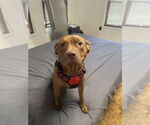 Small #17 American Pit Bull Terrier-Staffordshire Bull Terrier Mix