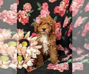 Poodle (Toy) Puppy for sale in OXFORD, PA, USA