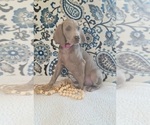 Small Photo #28 Weimaraner Puppy For Sale in LEWISBURG, KY, USA