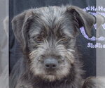 Small #1 Labrador Retriever Mix