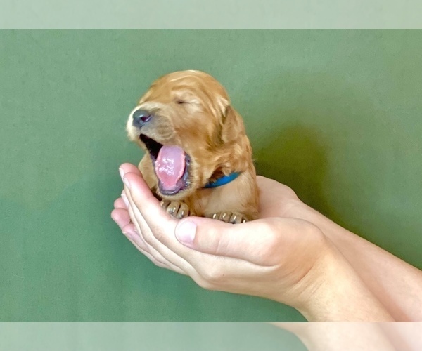 Medium Photo #7 Goldendoodle Puppy For Sale in KISSIMMEE, FL, USA