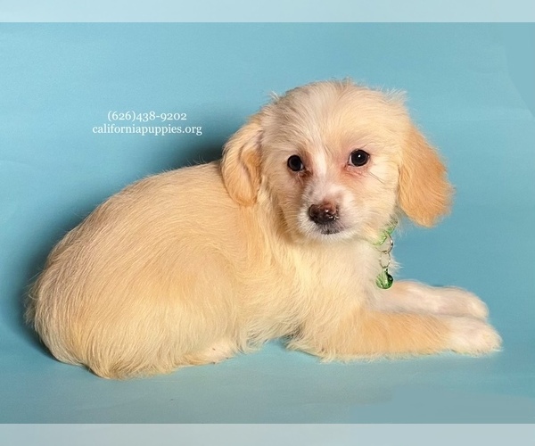 Medium Photo #4 Chihuahua-Poodle (Toy) Mix Puppy For Sale in BREA, CA, USA