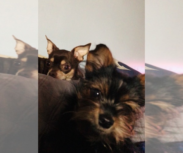Medium Photo #1 Chihuahua-Chorkie Mix Puppy For Sale in CHESTERTOWN, MD, USA