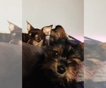 Small Photo #1 Chihuahua-Chorkie Mix Puppy For Sale in CHESTERTOWN, MD, USA