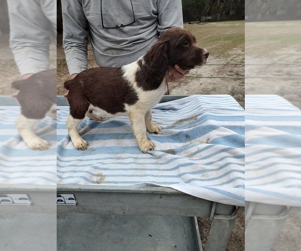 Medium Photo #3 Brittany Puppy For Sale in FORT MC COY, FL, USA