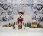 Puppy Jingle Siberian Husky