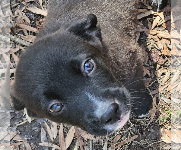 Medium Photo #4 Mutt Puppy For Sale in Thomasville, NC, USA