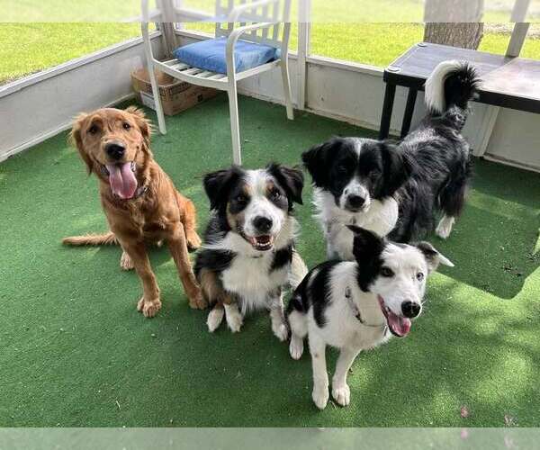Medium Photo #21 Border Collie Puppy For Sale in Highland, IL, USA