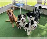 Small #20 Border Collie