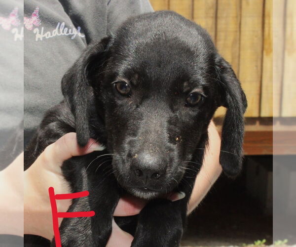 Medium Photo #2 Mutt Puppy For Sale in Elmsford, NY, USA