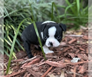 Boston Terrier Puppy for sale in WASHBURN, MO, USA