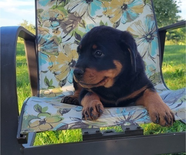 Medium Photo #4 Rottweiler Puppy For Sale in WITHEE, WI, USA
