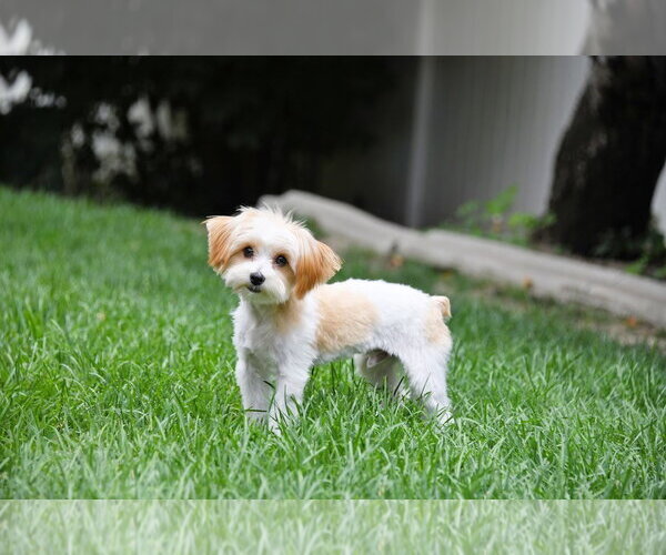 Medium Photo #2 Mutt Puppy For Sale in Sandy, UT, USA