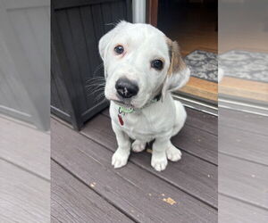 Mutt Dogs for adoption in Springdale, PA, USA