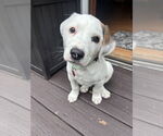 Small Mutt