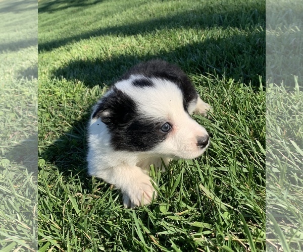 Medium Photo #1 Border Collie Puppy For Sale in MILTON, KY, USA