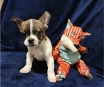 Small Photo #6 American Bullnese Puppy For Sale in PHELAN, CA, USA
