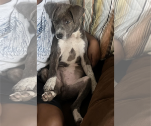 Peter Pan (Peter Pan Litter) - Male Mountain Cur-Unknown Mix Dog for Adoption - Photo #4