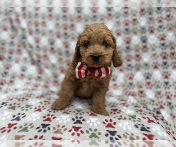 Medium Photo #3 Cock-A-Poo Puppy For Sale in LAKELAND, FL, USA