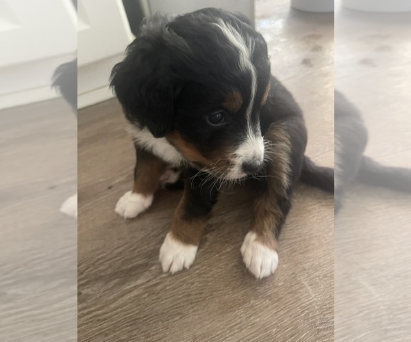 Medium Photo #1 Bernedoodle (Miniature)-Bernese Mountain Dog Mix Puppy For Sale in PLEASANT HILL, CA, USA