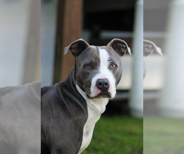 Medium Photo #22 American Pit Bull Terrier-American Staffordshire Terrier Mix Puppy For Sale in Brewster, NY, USA