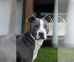Small #21 American Pit Bull Terrier-American Staffordshire Terrier Mix