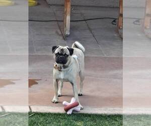 Pug-Unknown Mix Puppy for sale in SUN CITY, AZ, USA