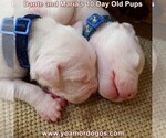 Small Photo #20 Dogo Argentino Puppy For Sale in JANE, MO, USA