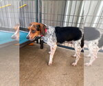 Small #2 Beagle Mix