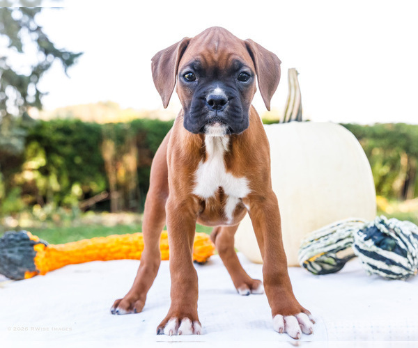 Medium Photo #6 Boxer Puppy For Sale in WAKARUSA, IN, USA