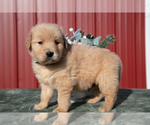 Puppy Bennett Golden Retriever