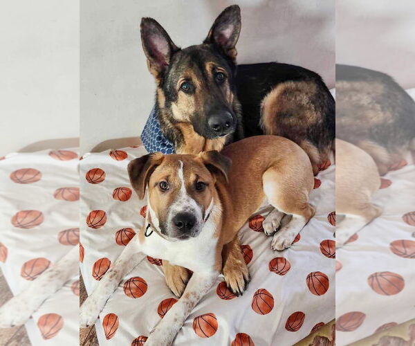 Medium Photo #9 Retriever -Unknown Mix Puppy For Sale in GILBERTS, IL, USA