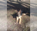 Small Photo #1 German Shepherd Dog Puppy For Sale in JASPER, AR, USA