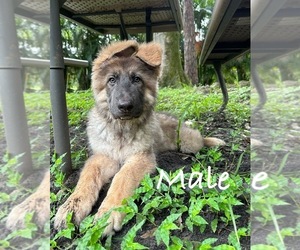 German Shepherd Dog Puppy for sale in RUSKIN, FL, USA