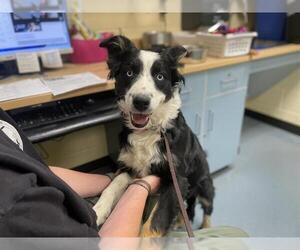 Australian Shepherd Dogs for adoption in Denver, CO, USA