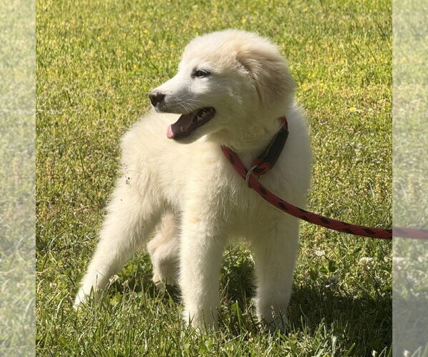 Medium Photo #2 Great Pyrenees Puppy For Sale in Yardley, PA, USA