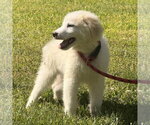 Small #1 Great Pyrenees