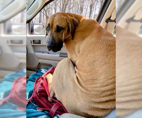 Medium Photo #9 Brazilian Mastiff Puppy For Sale in Jasper, AL, USA