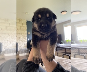 German Shepherd Dog Puppy for sale in DAMASCUS, OR, USA