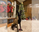 Small Photo #1 Belgian Malinois Puppy For Sale in BARTLESVILLE, OK, USA