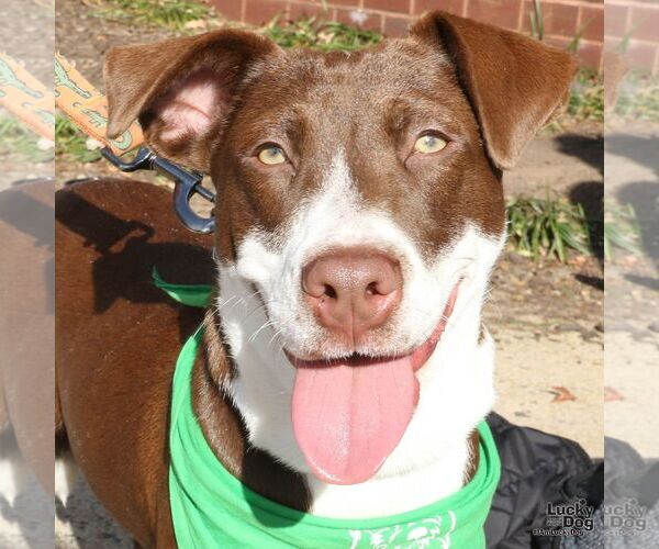 Medium Photo #7 Lab-Pointer Puppy For Sale in Washington, DC, USA