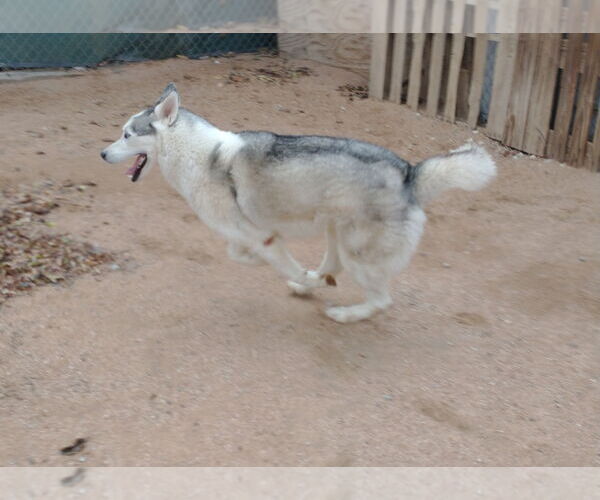 Medium Photo #10 Siberian Husky Puppy For Sale in Apple Valley, CA, USA