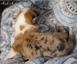 Small Photo #2 Pembroke Welsh Corgi Puppy For Sale in LUTHER, OK, USA