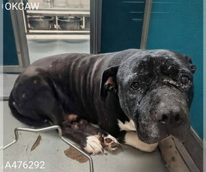 Mutt Dogs for adoption in Oklahoma City, OK, USA