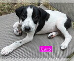 Small #2 Border Collie Mix