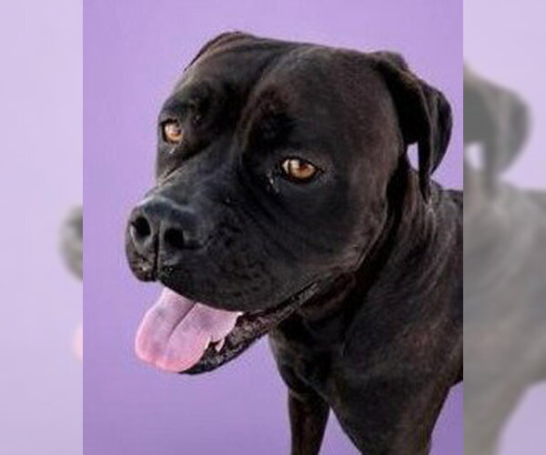 Medium Photo #3 Boxer-Unknown Mix Puppy For Sale in Lake Forest, CA, USA