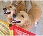 Small Photo #7 Golden Retriever Puppy For Sale in PORT SAINT LUCIE, FL, USA